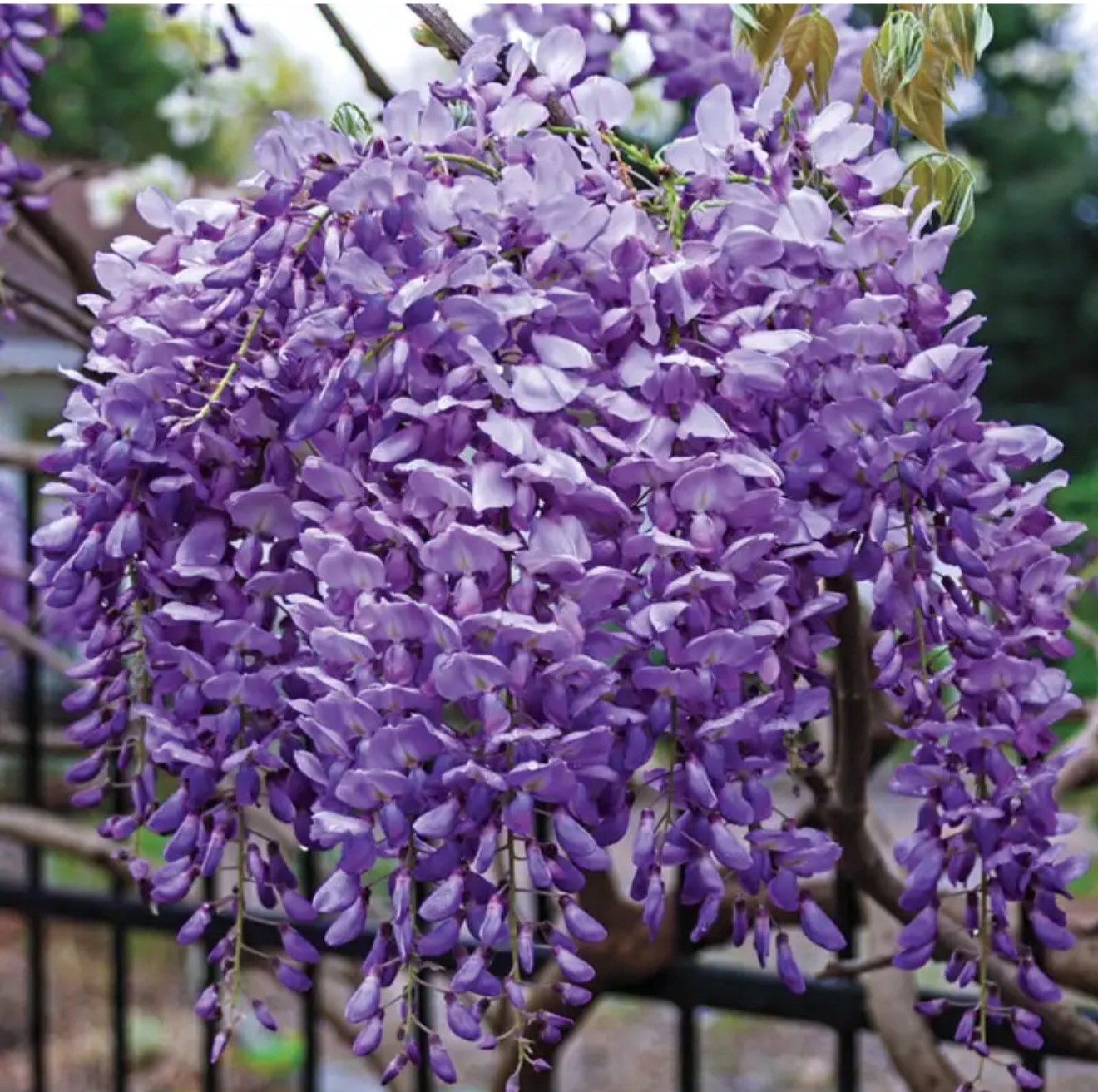 Blue moon Chinese Blue-moon Wisteria saplings: living home grown, non GMO plant
