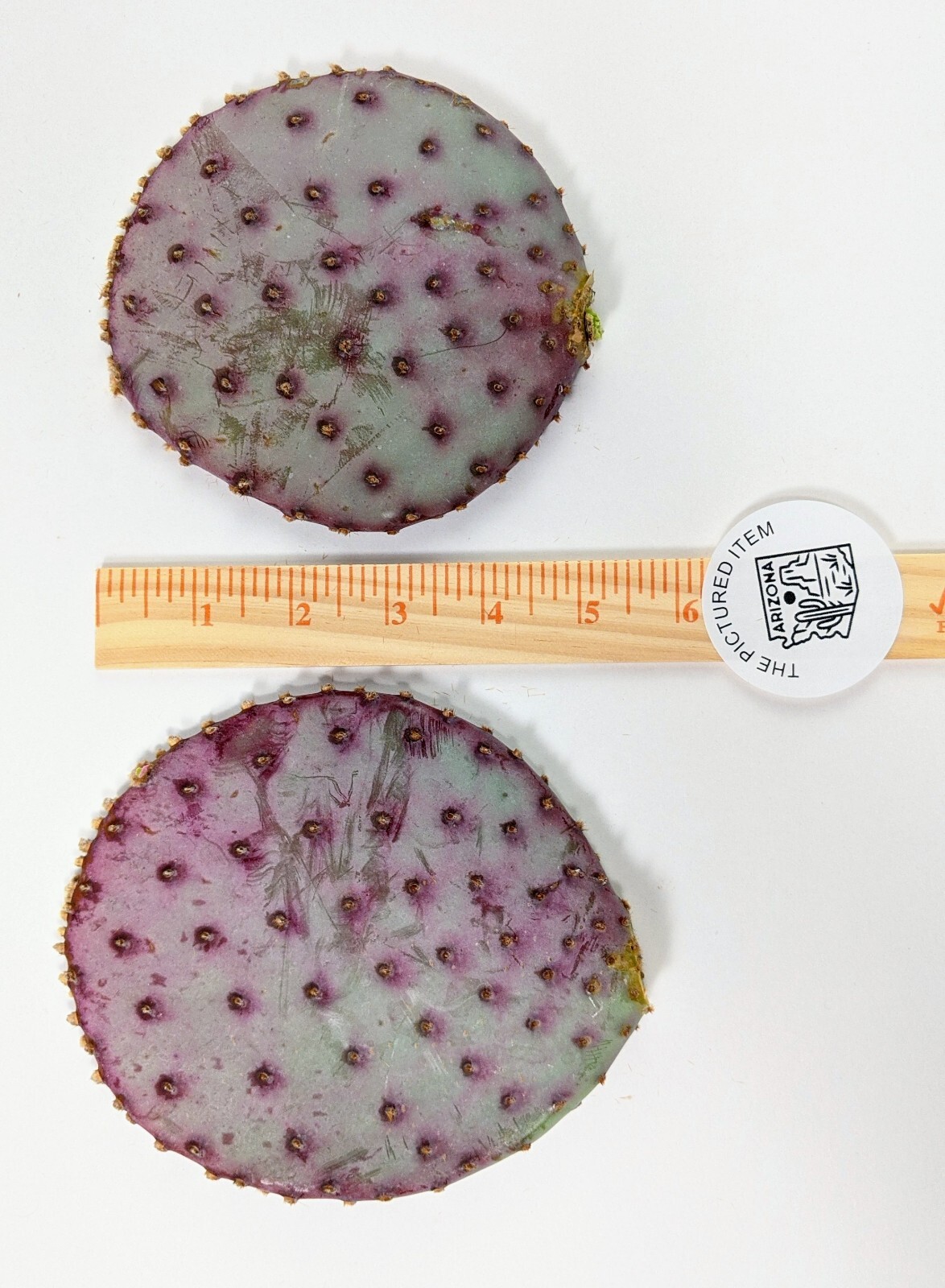 1 Santa Rita Purple Prickly Pear Cactus Opuntia Violacea 1 Cutting 5-6″ Arizona