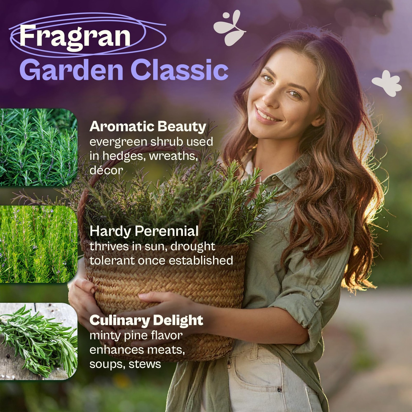 150 Rosemary Seeds for Planting Rosmarinus officinalis – Aromatic Herbs, Harv…