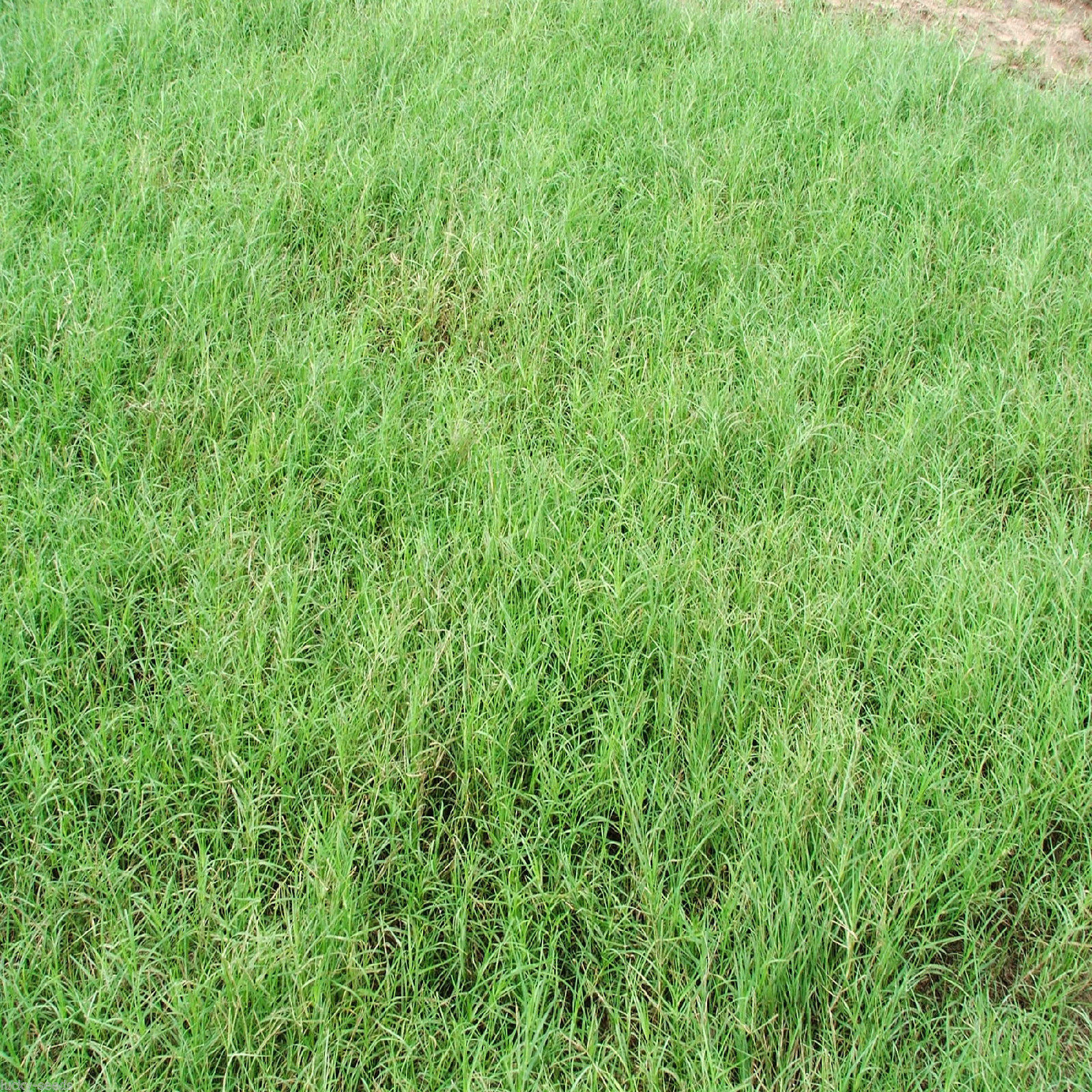 Giant Bermuda Grass Seeds “Hulled” 2 Lbs Bulk Bag.