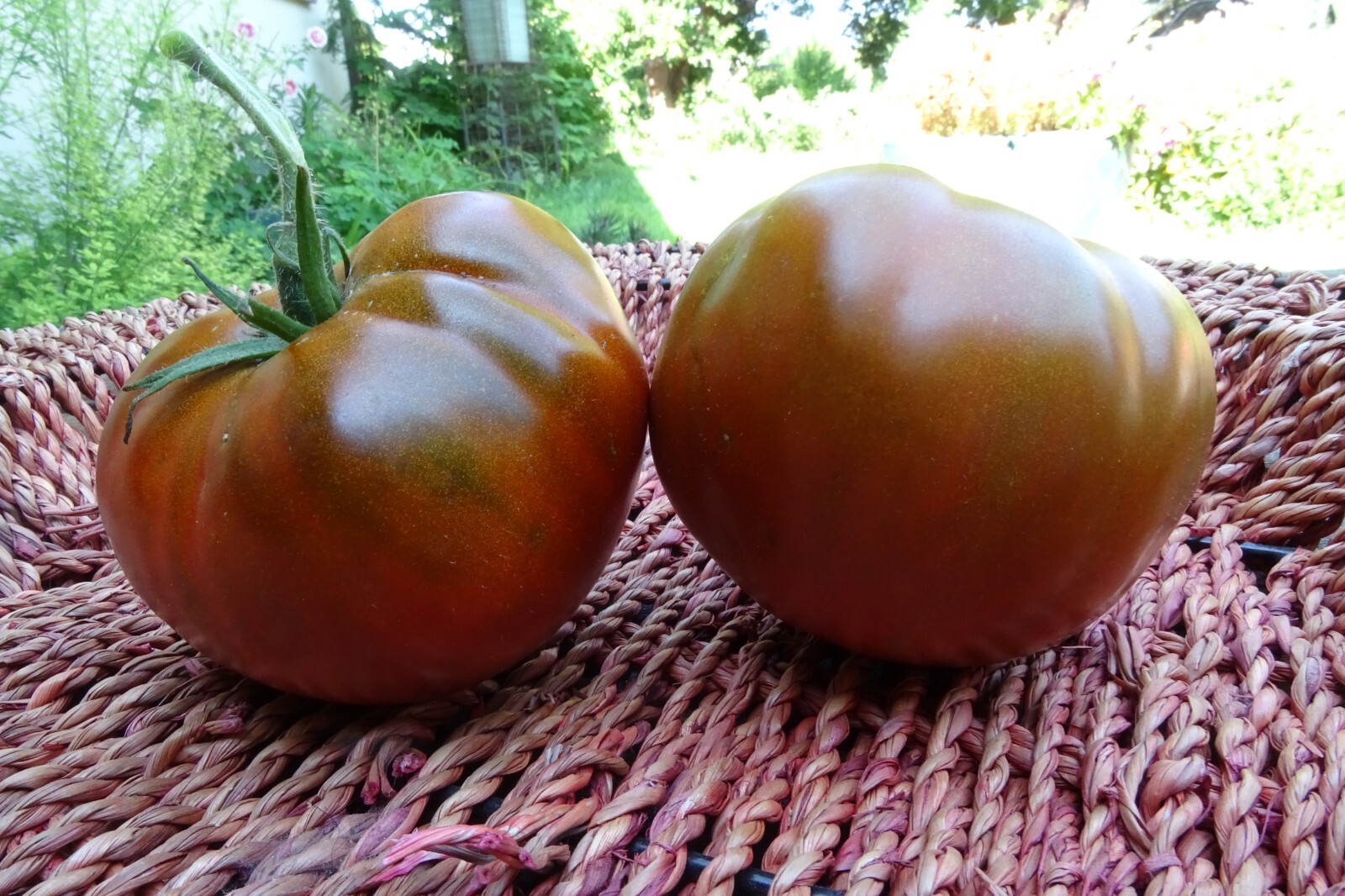 Calavados – luscious bronze tomatoes bred in Ukraine