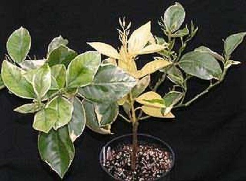 VARIEGATED blood orange /citrus/- 3 fresh cuttings, imported, Europe