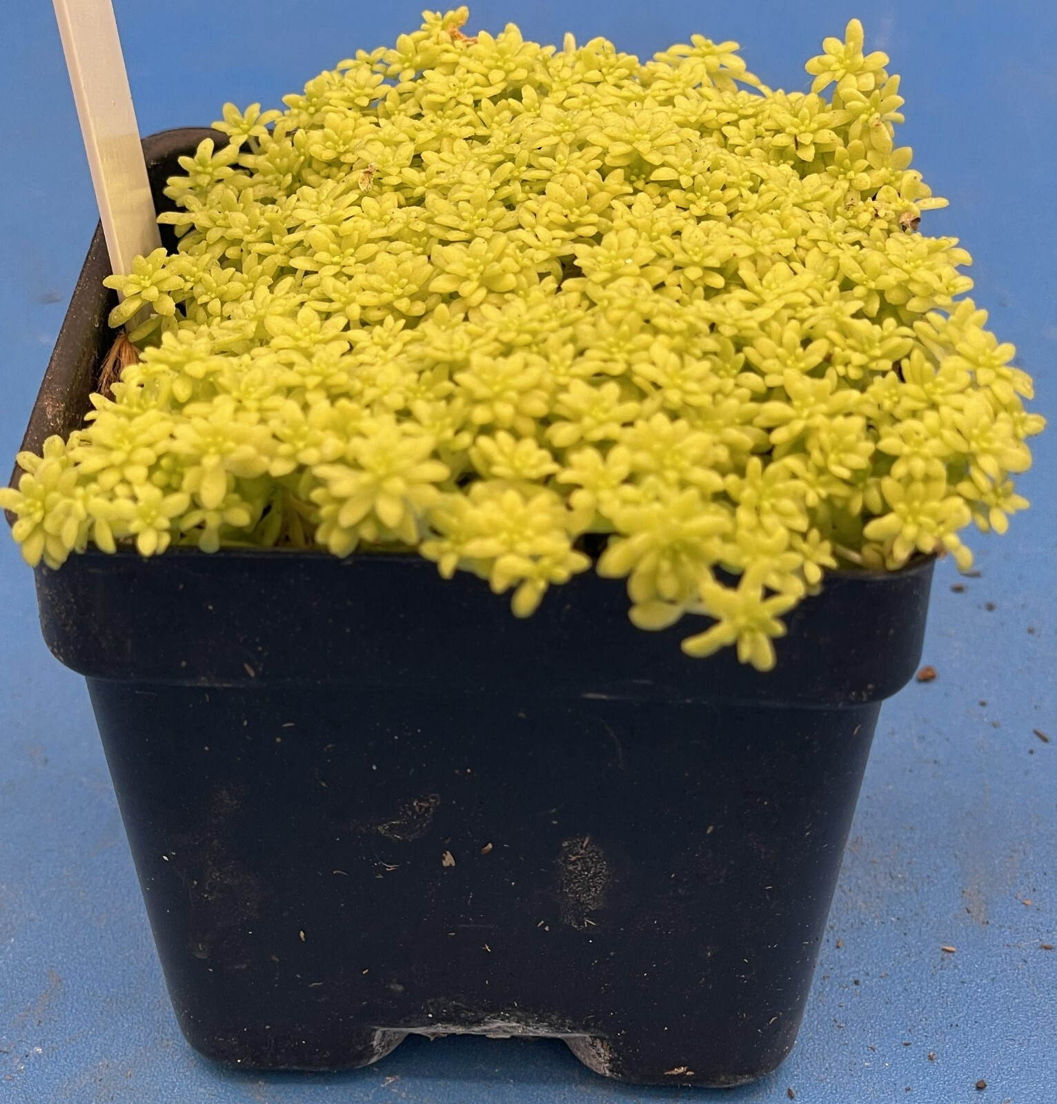 Sedum Gold Moss – Ships in 3” pot – Rock Gardens, Hanging Baskets, Ground Cover