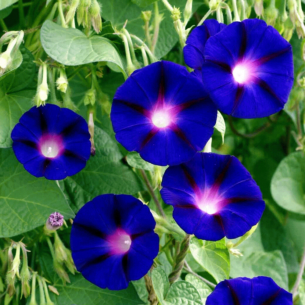 20 PURPLE MORNING GLORY FLOWER VINE SEEDS (Ipomoea purpurea) Hardy Climber Plant