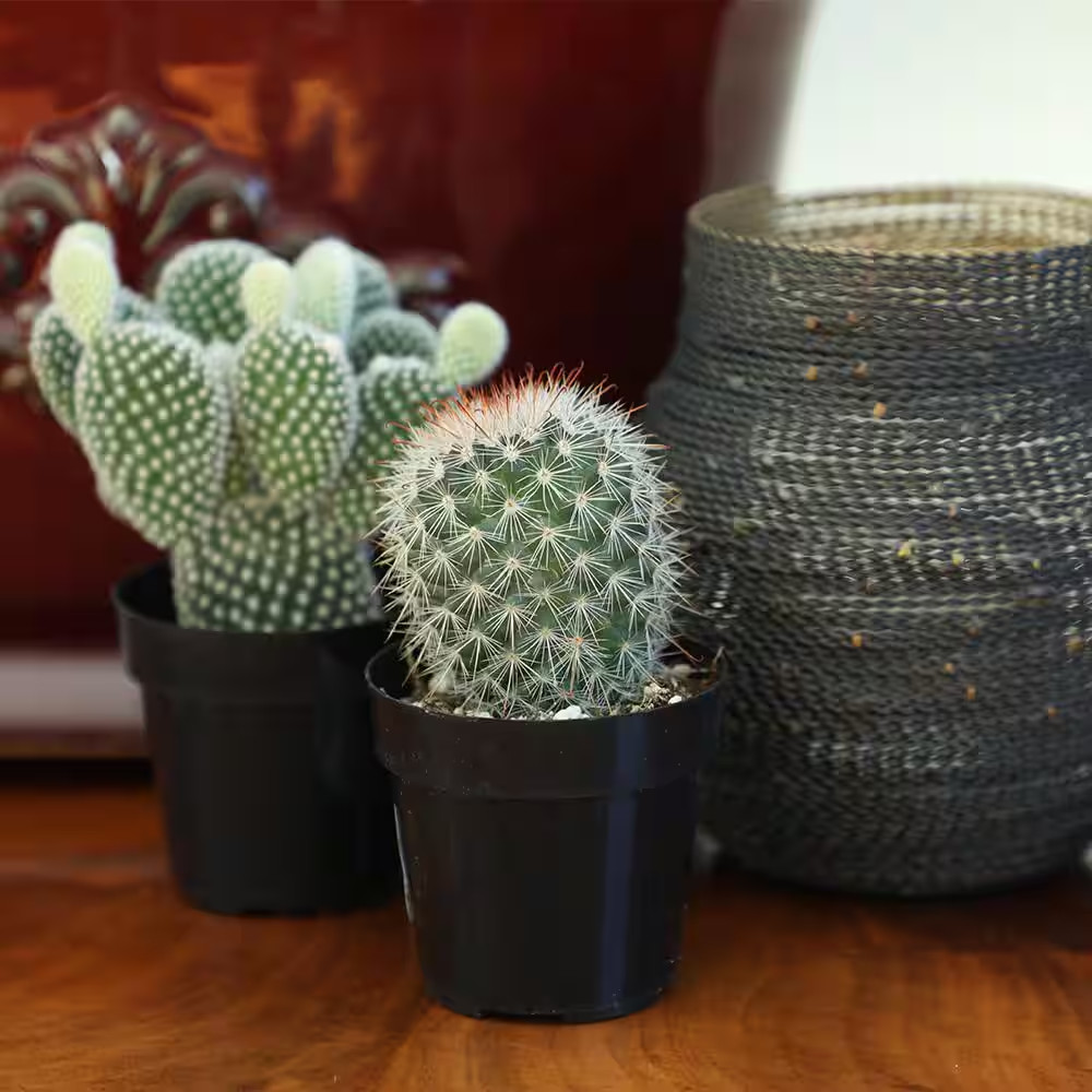 2.5 In. Cactus Plant Collection (4-Pack)