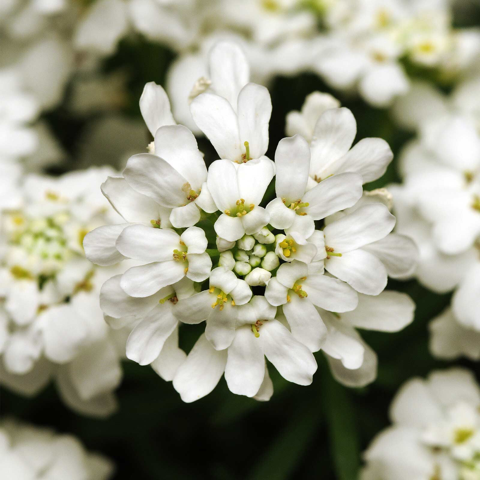 Candytuft Iberis 25 Plants in 3-1/2 inch Pots