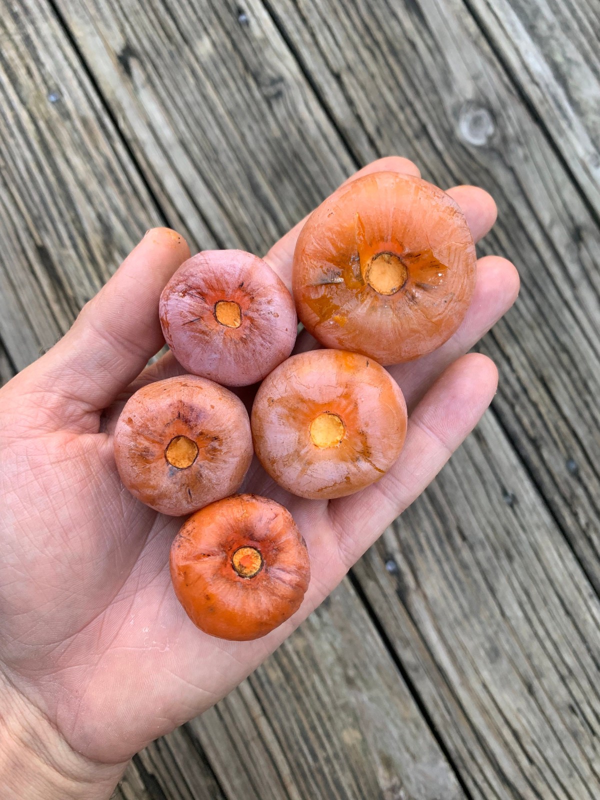 AMERICAN PERSIMMON TREE SET OF 20 SEEDS