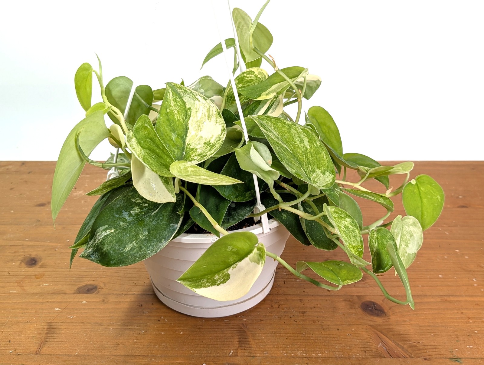 Scindapsus pictus Jade Satin Variegated Pot Size: 8 Inch Basket