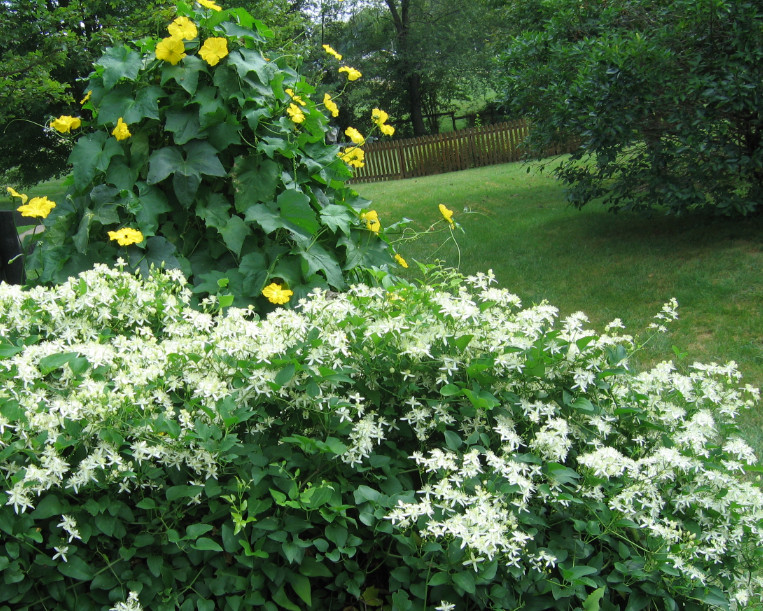 1-Year Roots Sweet Autumn Clematis (Virginsbower Clematis Paniculate Terniflora)