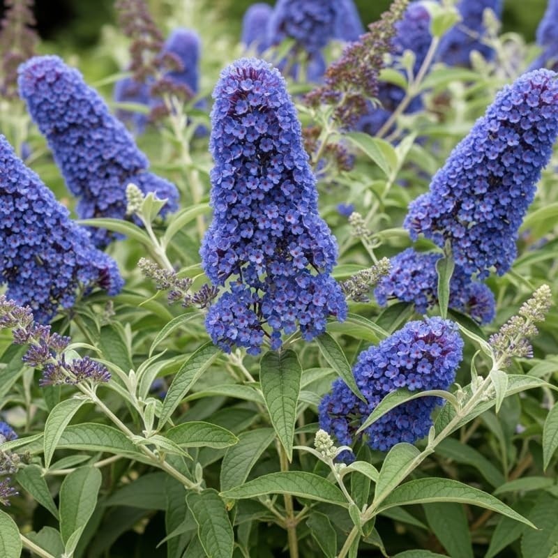25 Butterfly Bush Seeds Flower Seed Perennial Flowers Pollinator “Old Lt Blue”