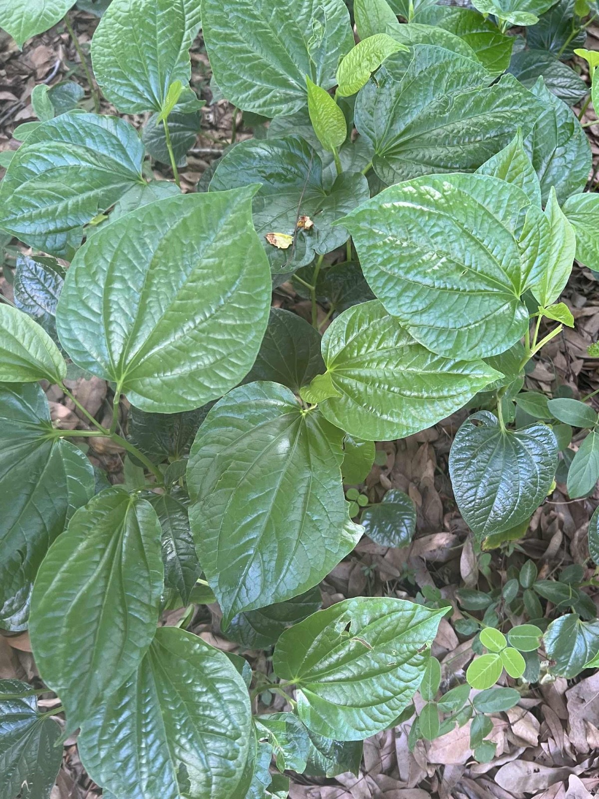 8”-12” Vietnamese Root Natural Betel ( Lá Lốt ) 10 Live Plants In The Pot