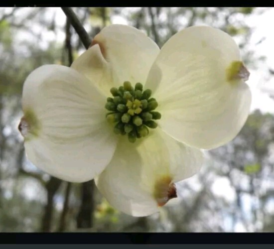 White American Flowering Dogwood Tree Seeds, Genus Fla. 35+ Seeds, Organic