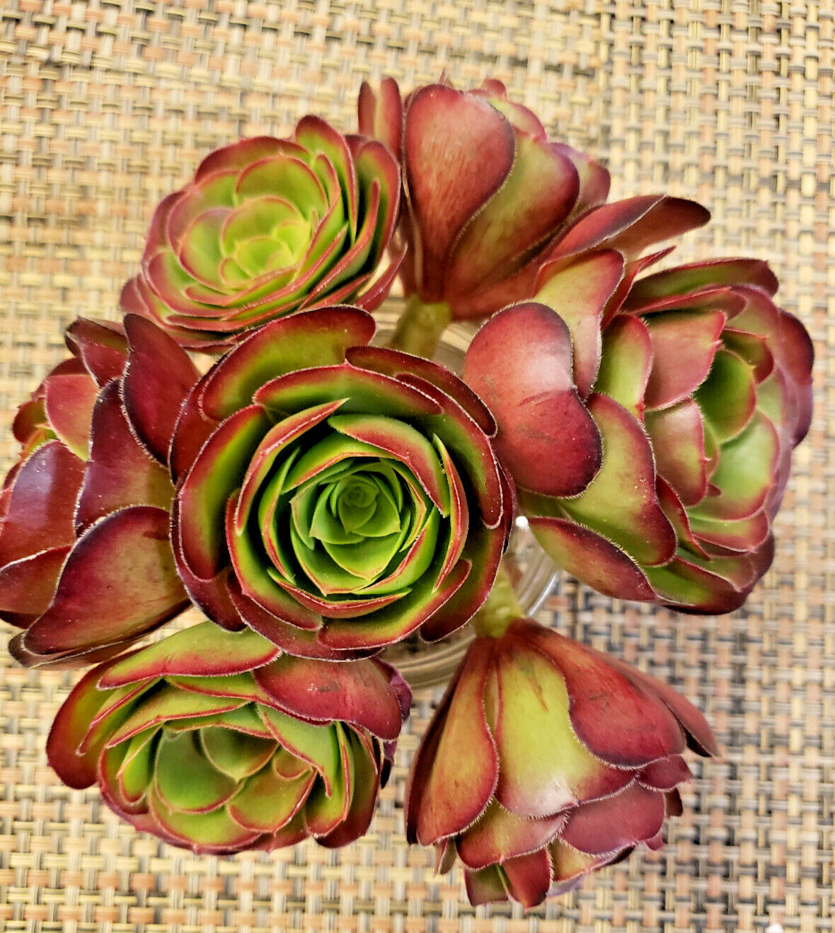 2 x MEDIUM SIZE AEONIUM ‘VELOUR’ CUTTING – 2″ (= 5 CM) diameter