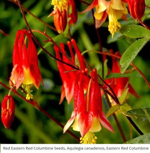 Columbine Flower Seeds EASTERN RED Perennial Attracts Pollinators, FREE SHIPPING