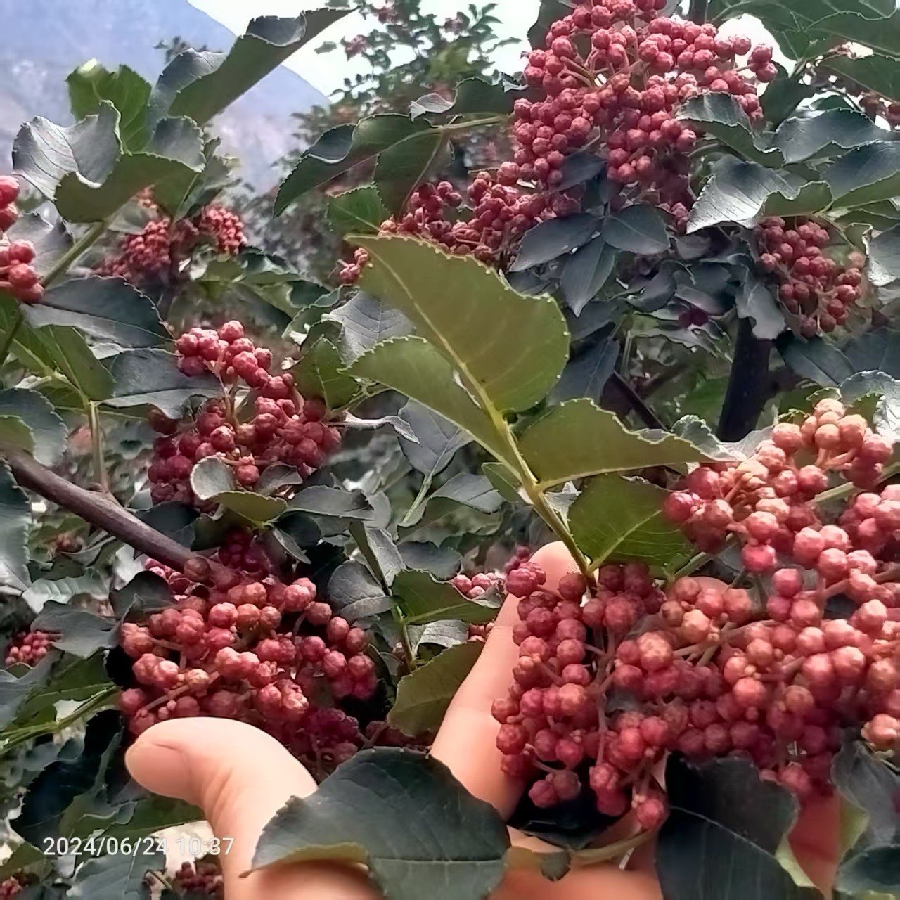 Chinese Pepper tree “Zanthoxylum” 2-3 Years Old With Roots New Leaves 15”-20”H