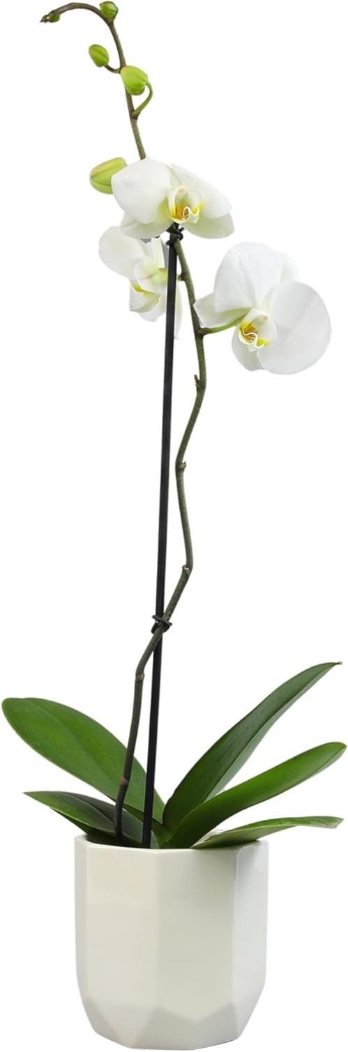 Live 20-24″ Phalaenopsis Orchid in Decorative White Pot – Perfect Gift