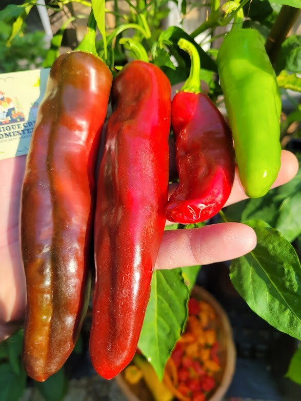 NuMex BIG JIM Pepper Seeds Hatch Chili Large 10-12″+ Rich Sweet Flavor Unique