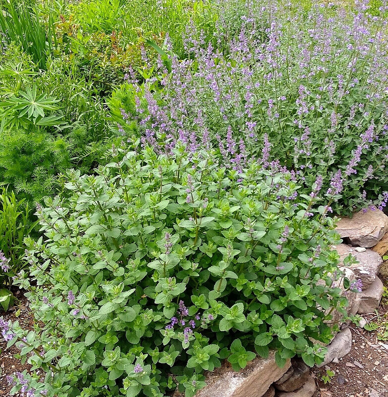 Nepeta plant cat mint 2 divisions Mature Flowering Size