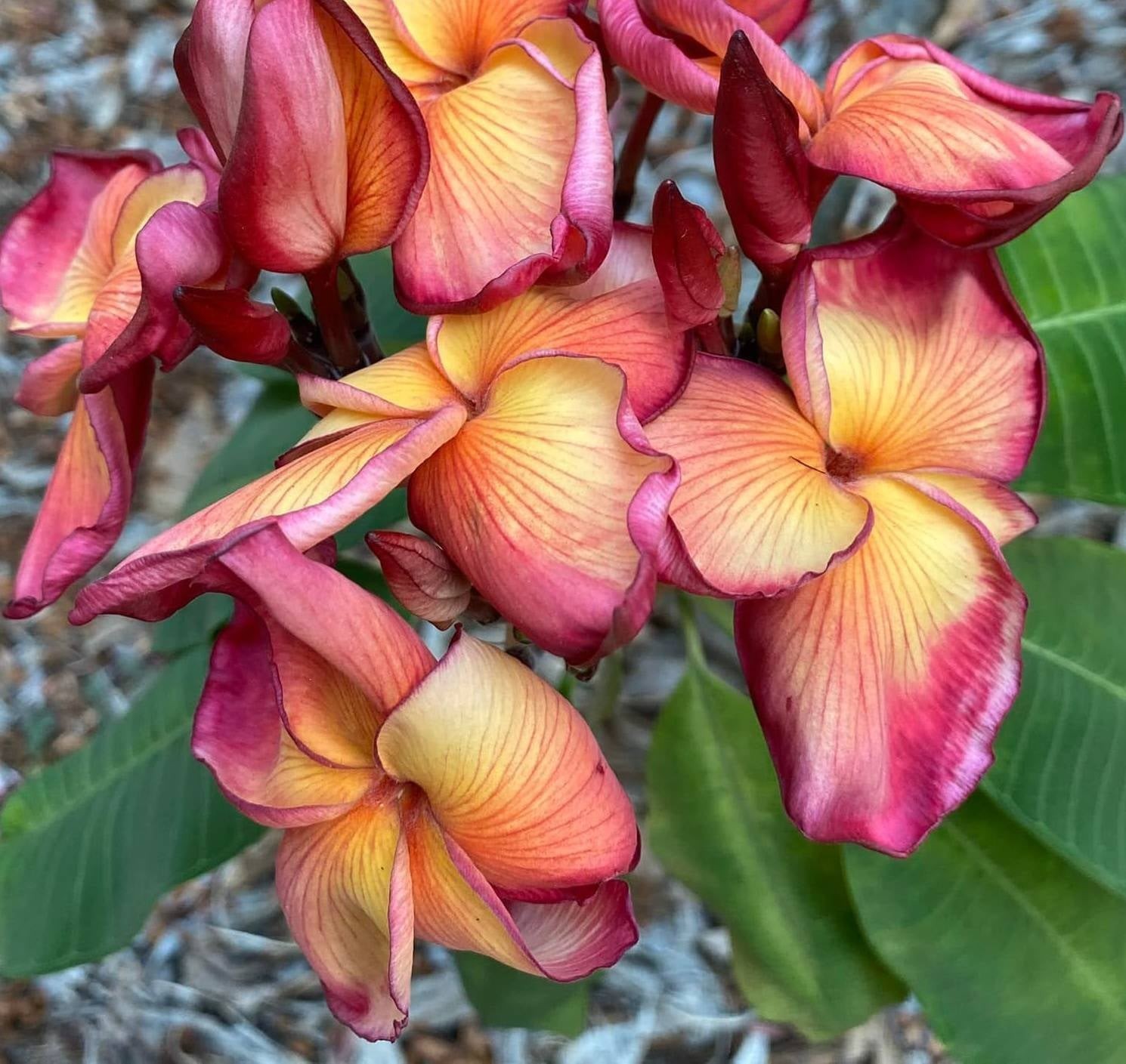 Butterfly Gold (3 Tip) Plumeria Cutting – READ DESC.
