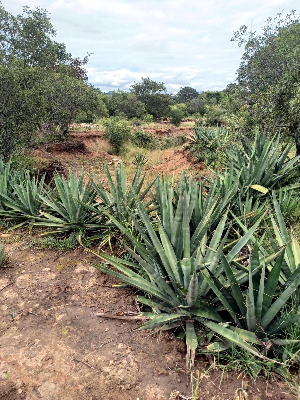 (Agave sisalana) Seeds Rare “Century Plant” Exotic Succulent “Sisal” Cactus Tree