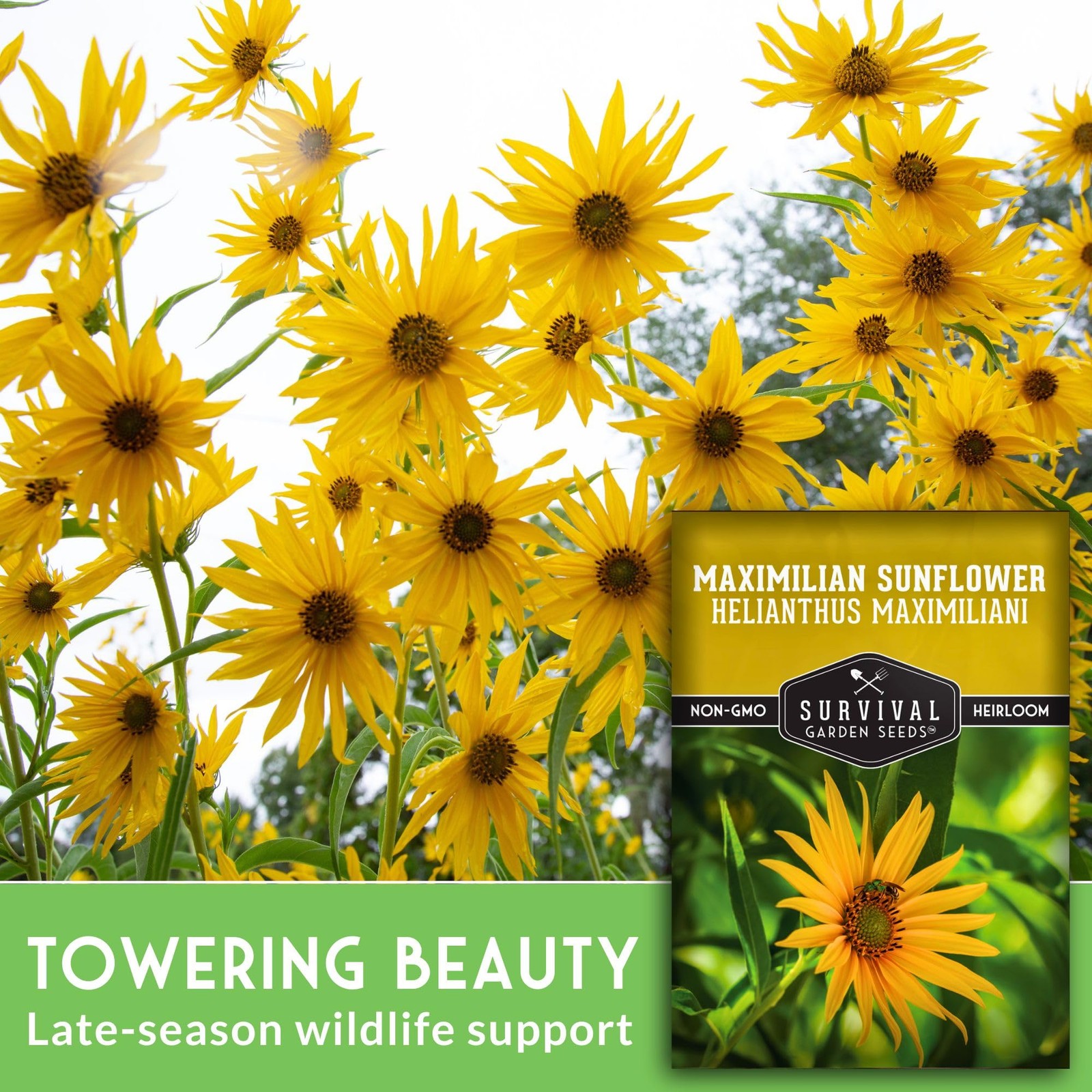 Maximilian Sunflower Seeds for Planting (Helianthus maximiliani) | Yellow