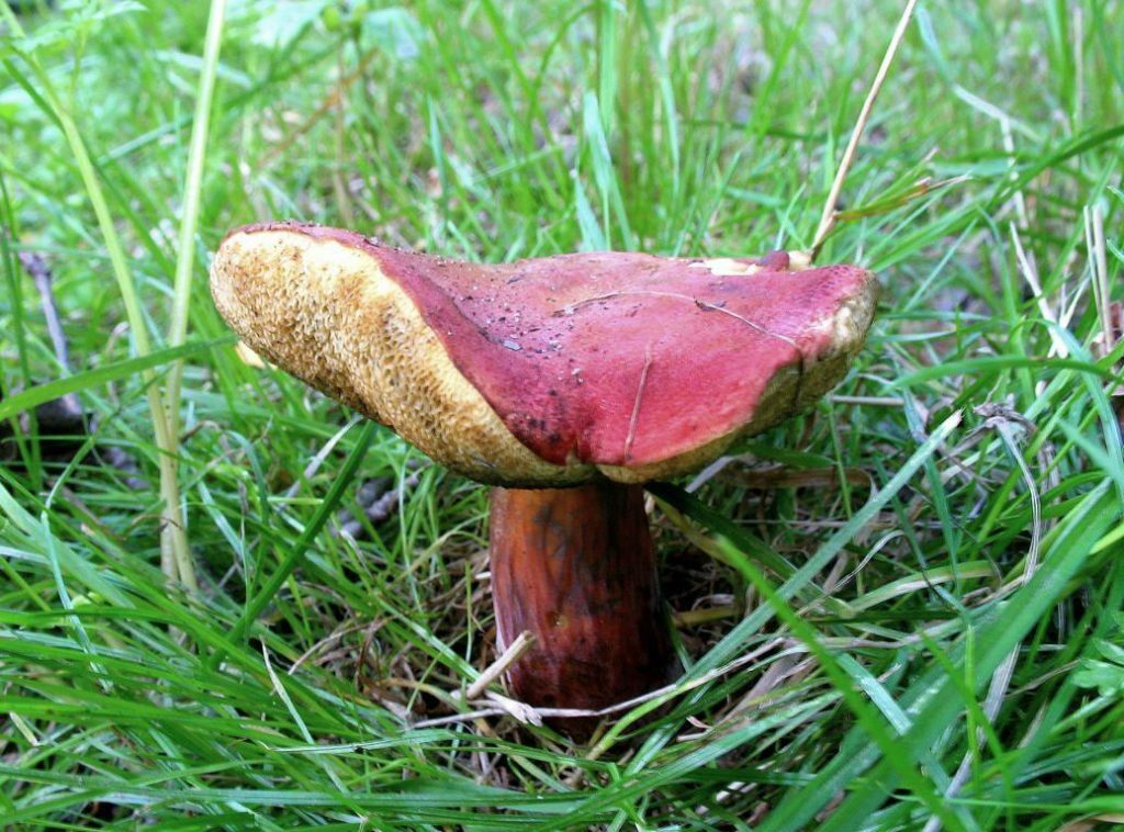 Seeds Mushroom Boletus Red (Xerocomus rubellus) Mycelium Spawn Spores Organic