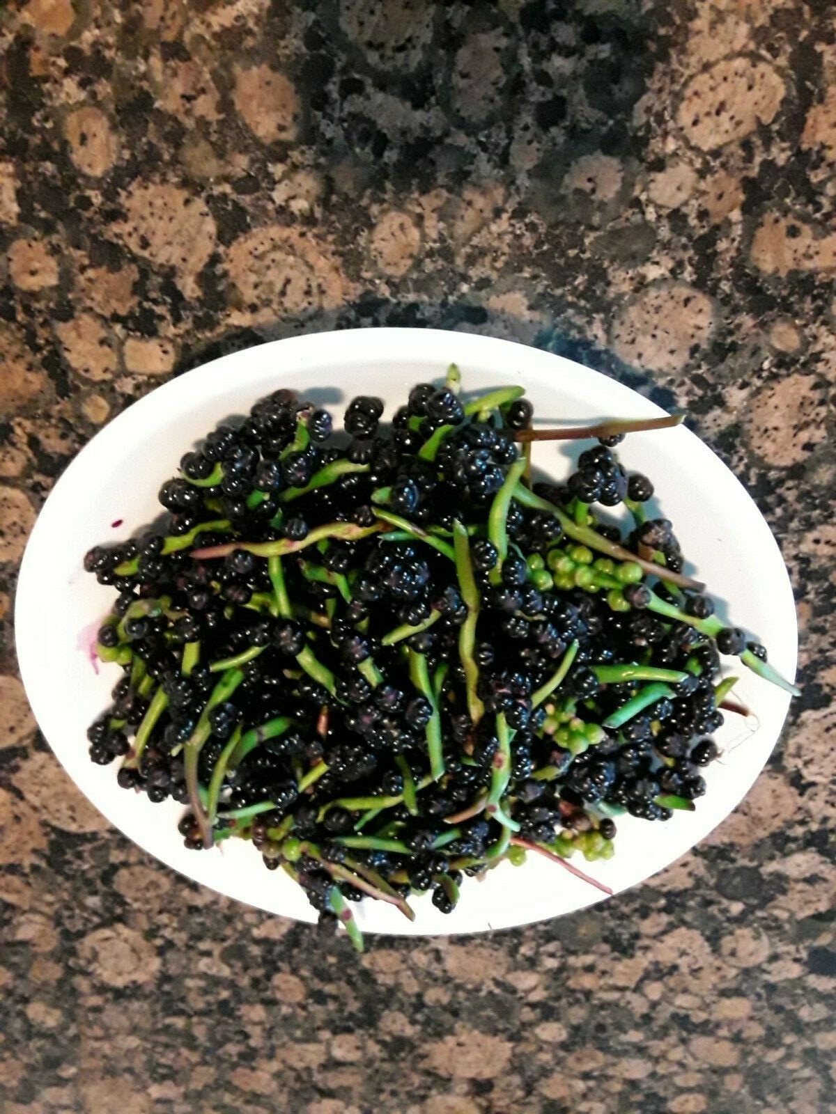 70 Organic Red Stem Malabar Spinach Alugbati Mong Toi Poi Sang Ceylon seedsS