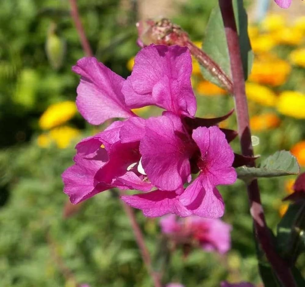 100+ Clarkia Flower Seeds Clarkia Farewell Mixed Colors Flowers Garden Planting