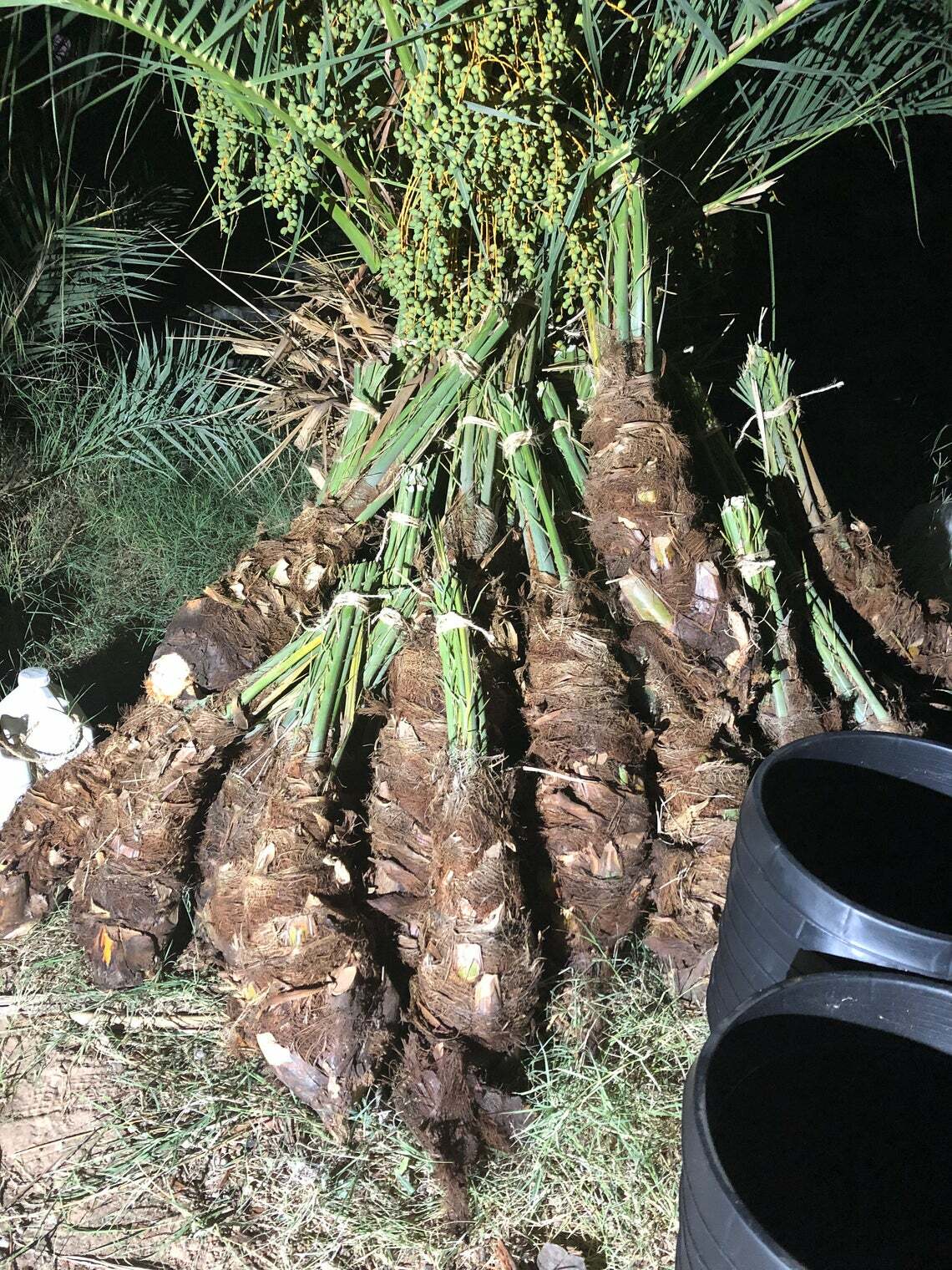 Medjool Date Palm Off-Shoots/Female pups Rooted Produces Dates