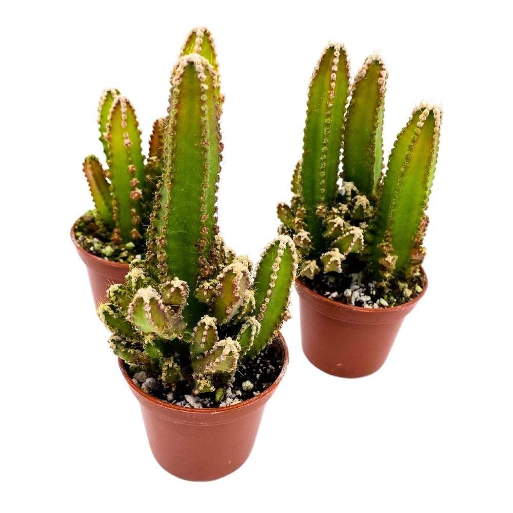Fairy Castle Cactus, 2 inch Set of 3, Acanthocereus tetragonus Tiny Mini Pixie P