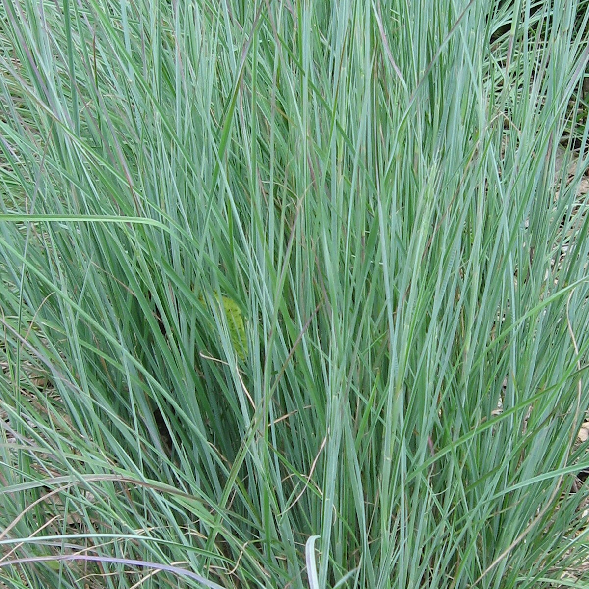 1/4 Lb Little Bluestem Native Grass Seeds – Everwilde Farms Mylar Seed Packet