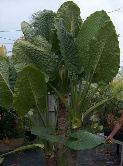 *BORNEO GIANT* Huge ELEPHANT EAR Taro Alocasia Macrorrhiza Rooted Starter Plants