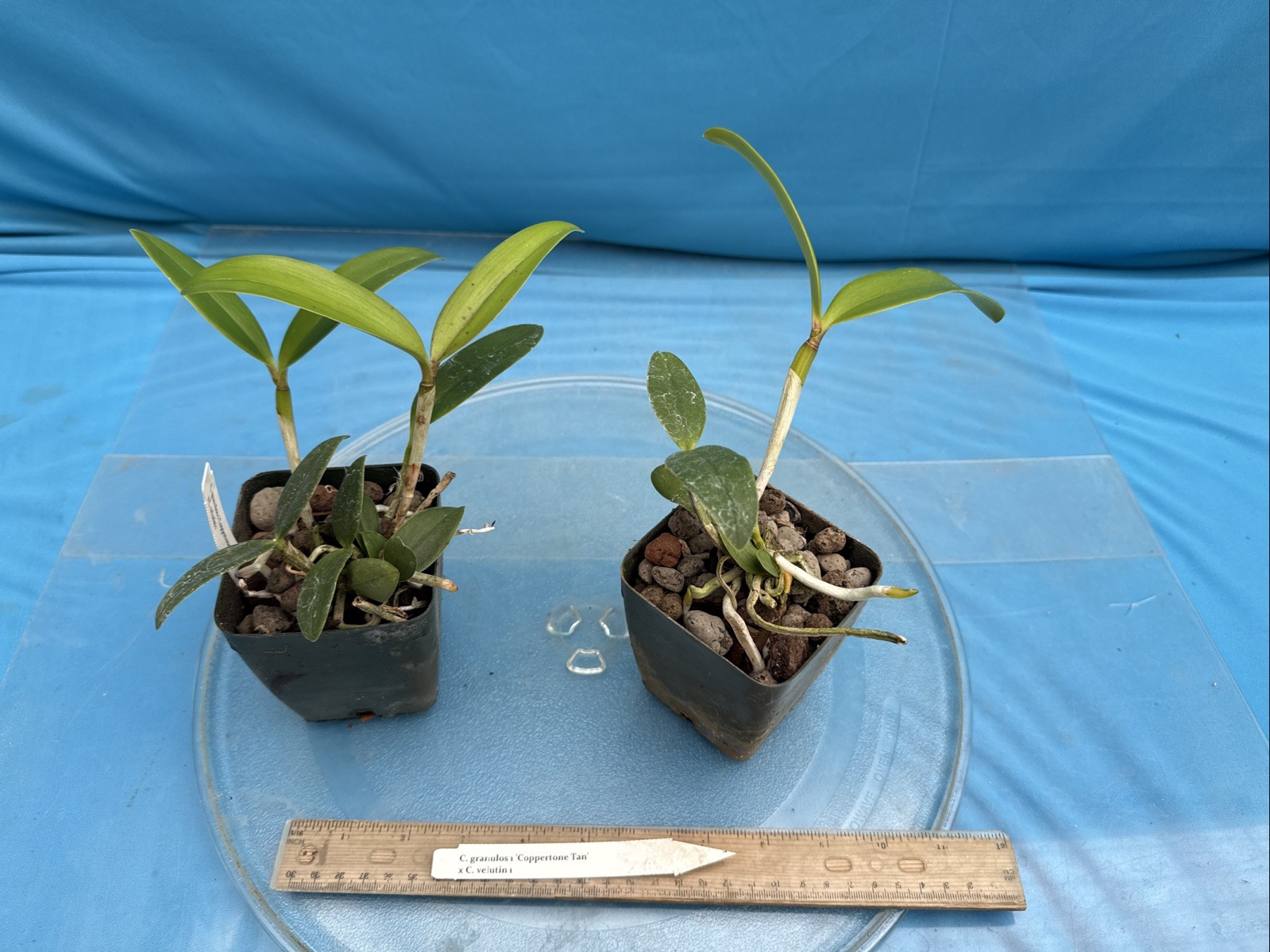 Cattleya granulosa ‘Coppertone Tan’ X velutina Spotty Orchid Eros Hybrid 4” Pot