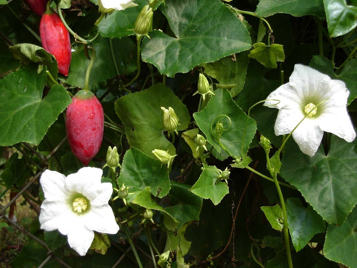 Tindora Plant Live Starter 8-12″ in pot Fast Growing, High Yield, Easy Care Vine