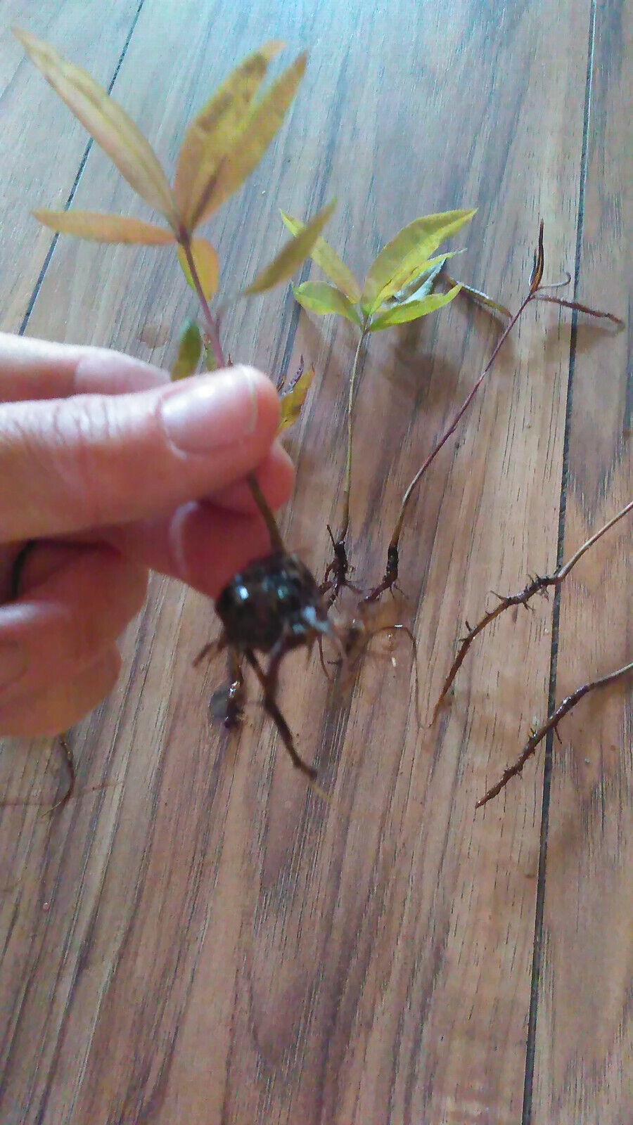 10 Willow Oak (Quercus Phellos) Tree Seedlings