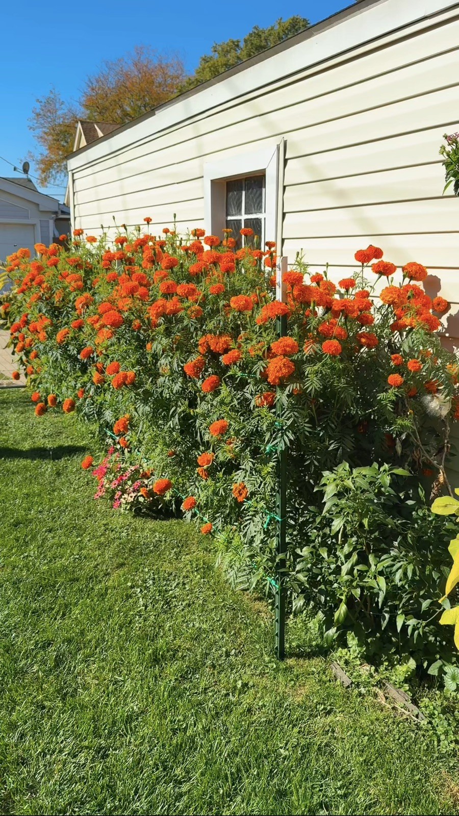 Cempasúchil Mexicano 🇲🇽 -300 Semillas (Mexican Marigold – 300 Seeds)