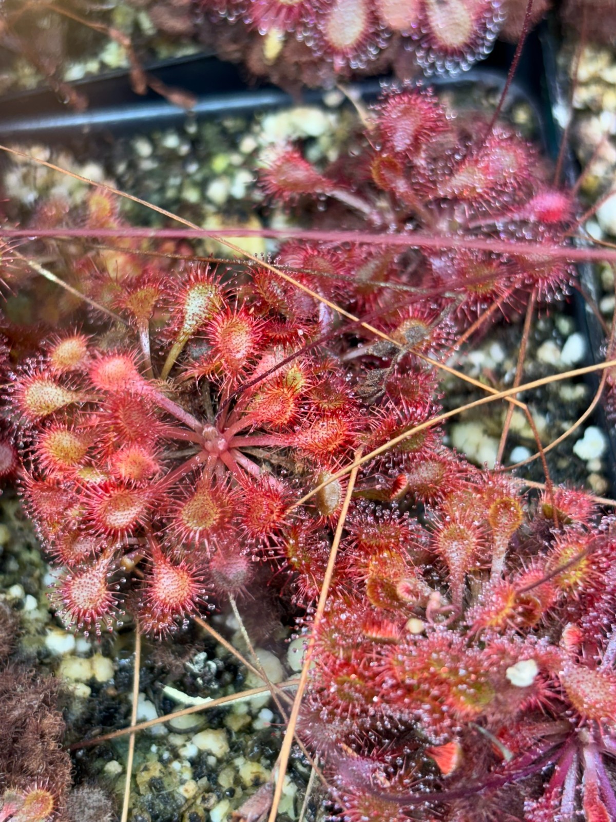 Drosera rotundifolia “Nieuwkoop, Netherlands” x spatulata “white flower”