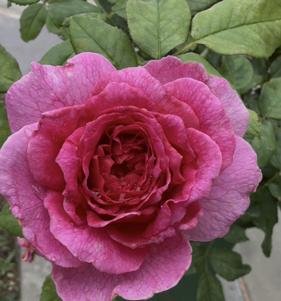 Auscrowd-Extremely Fragrant English Shrub rose – Three Unrooted cuttings