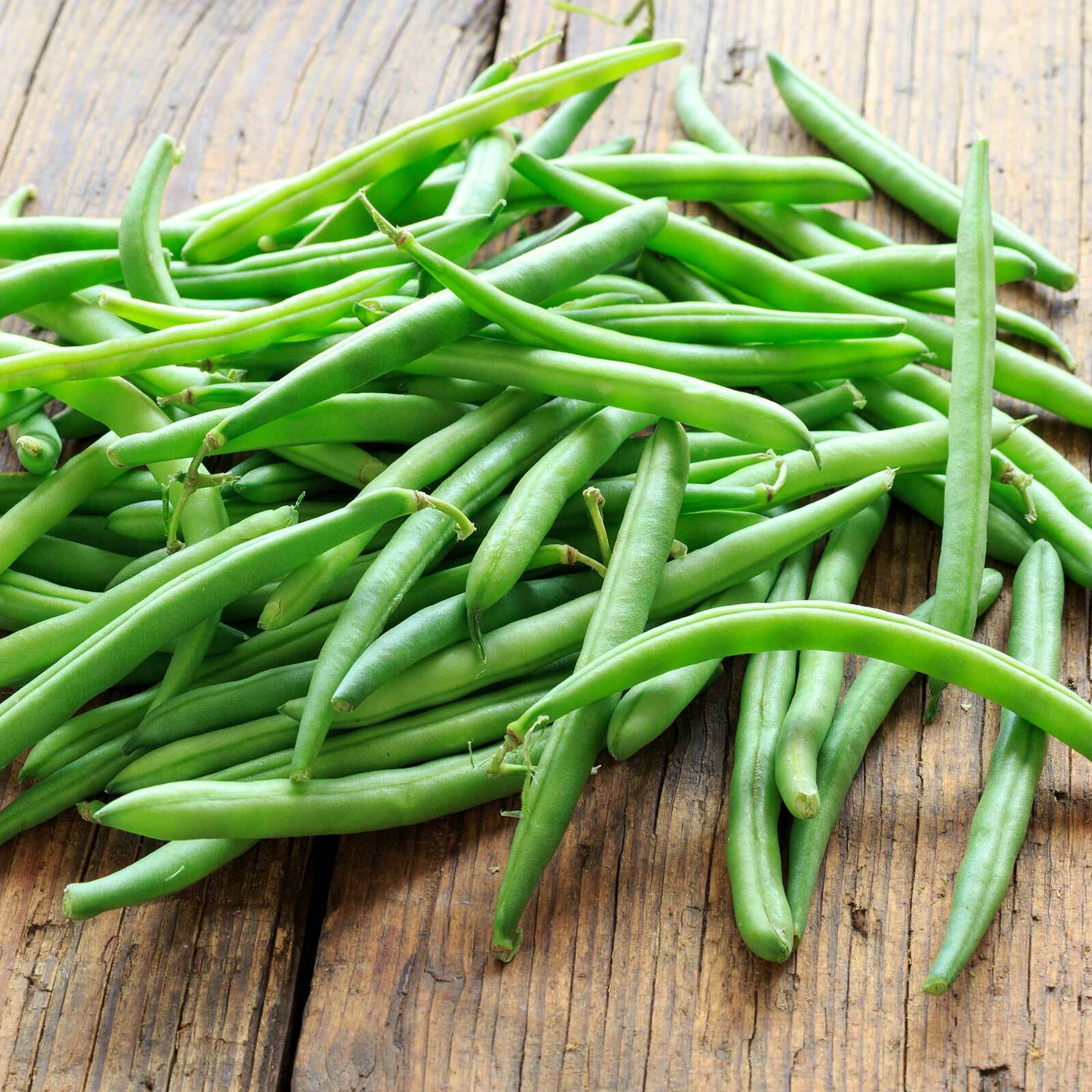 Provider Green Bean Seeds | Heirloom Non GMO Vegetable Seed 2024 Fast Shipping
