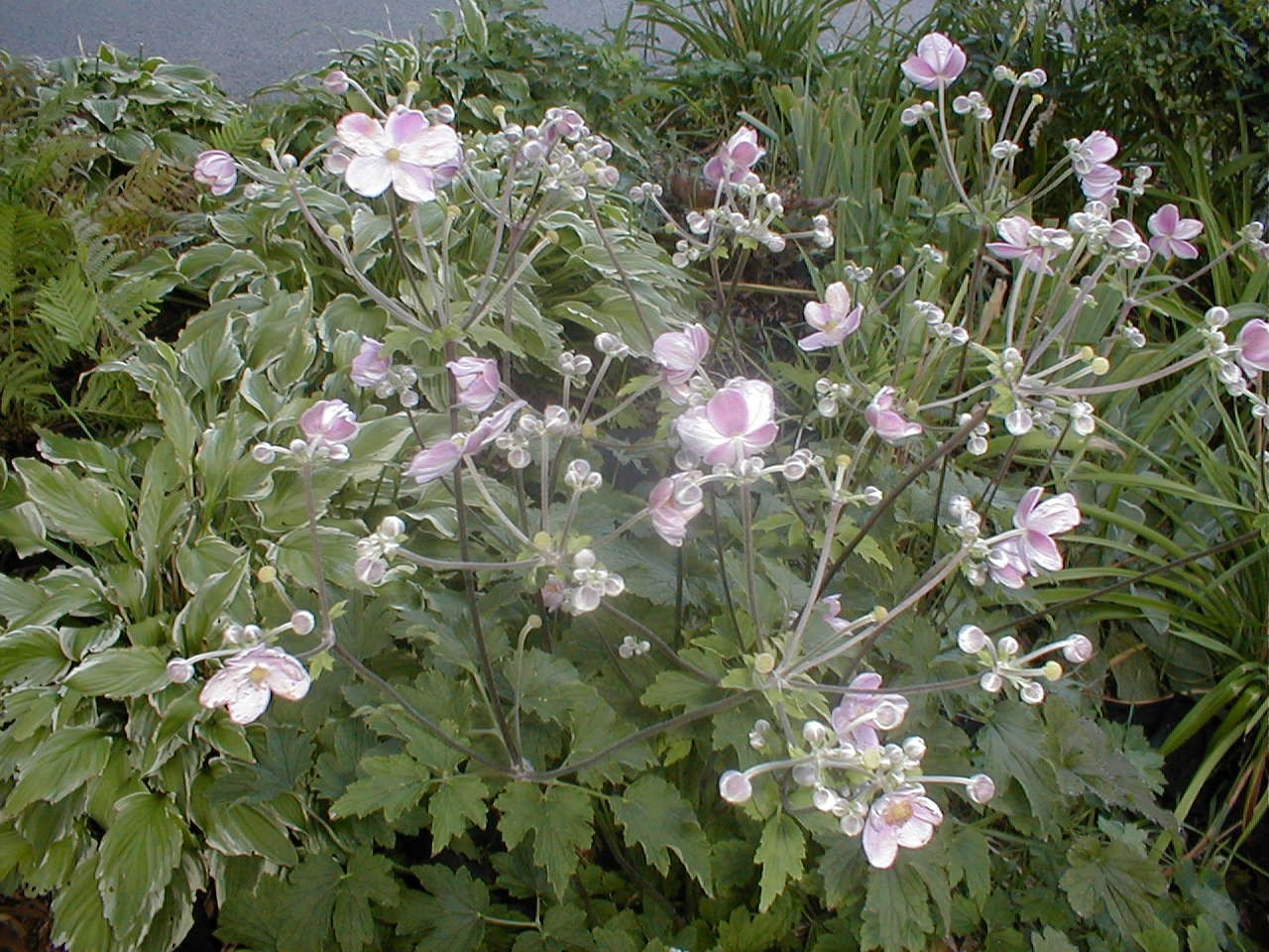 Japanese ANEMONE / Wind flower – Single pink Fall blooming Perennial 4+ roots