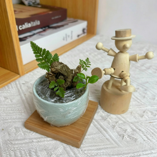 Mini Rabbit’s Foot Fern Live Potted Plant, Small Indoor Desk Fern