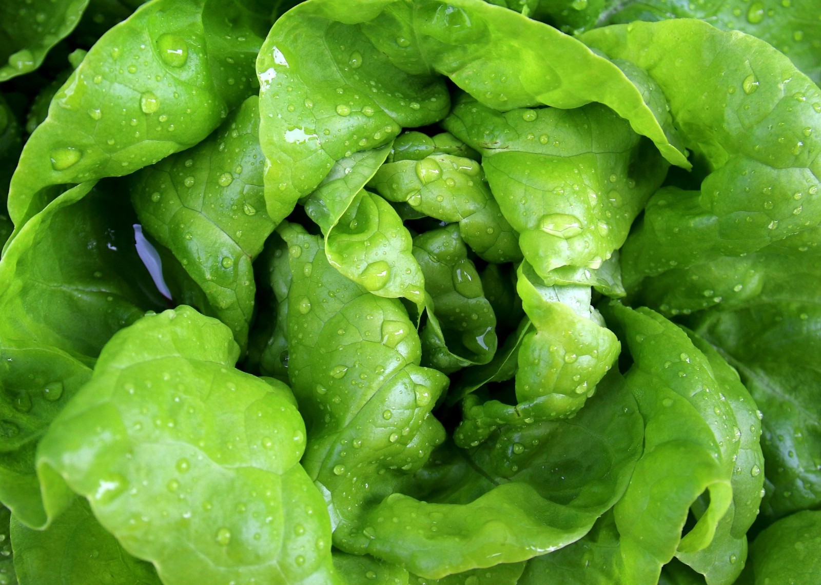 1000 Buttercrunch Lettuce Seeds Bulk Heirloom Butterhead Fall Garden Survival