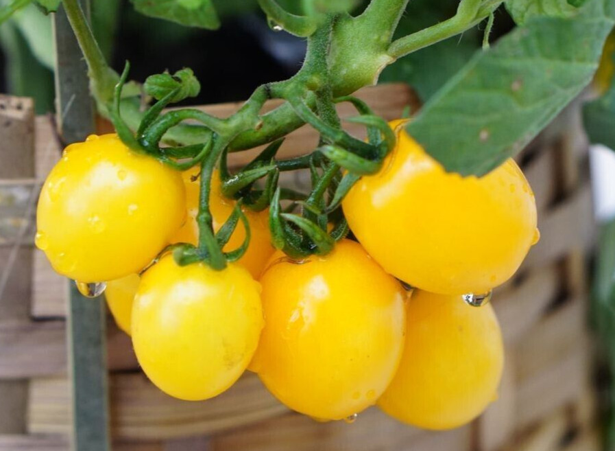 20 Choice Harvest of Fresh New Organic Sunshine Cherry Premium Tomato Seeds-B 71