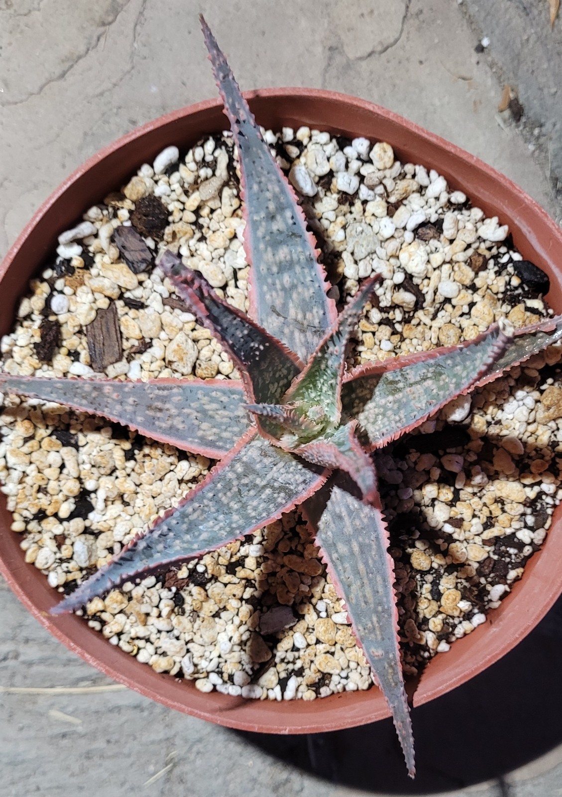 Aloe ‘Bright Star’ Kelly Griffin Hybrid 6″ Wide – Bare Root