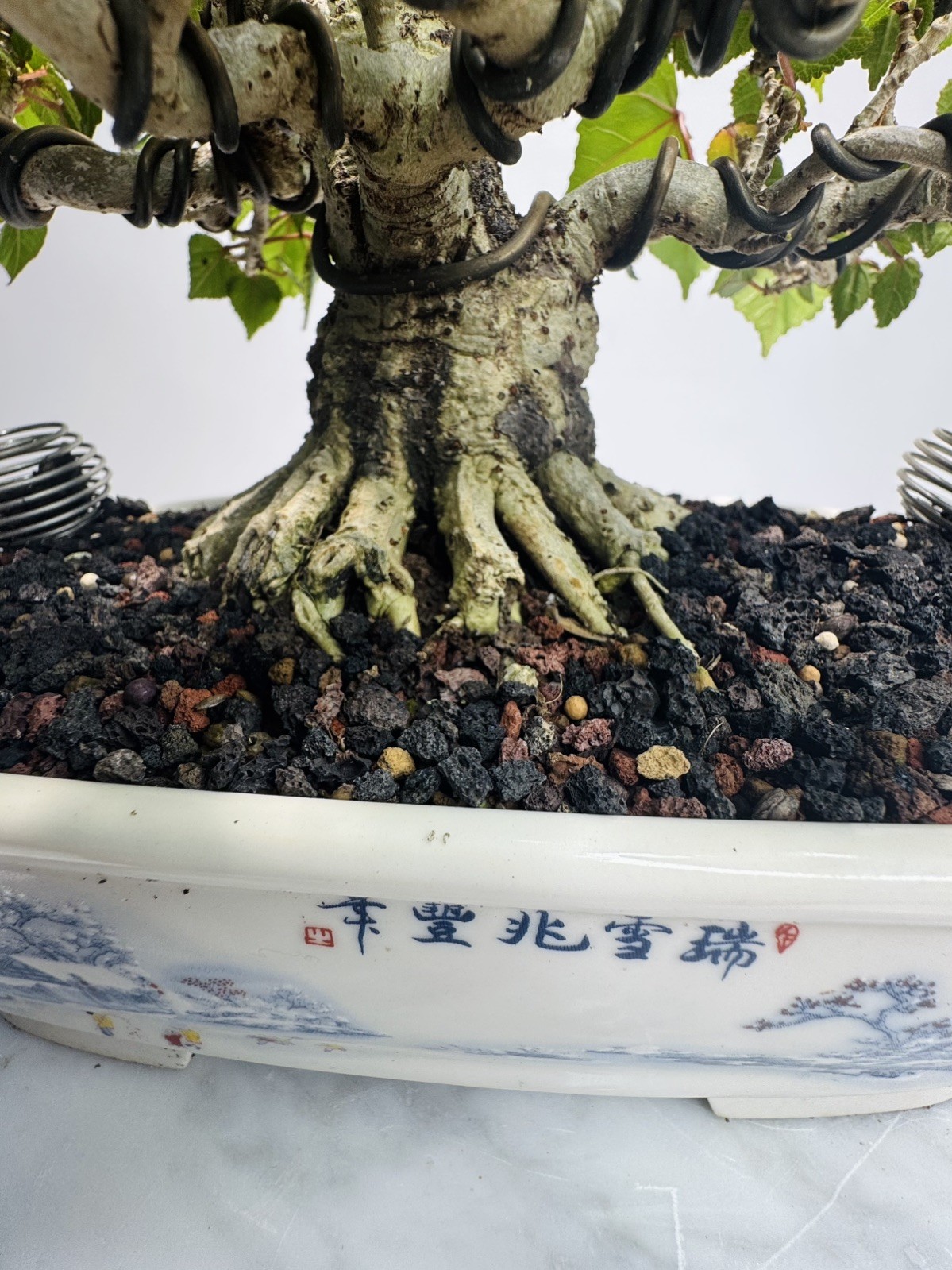 Red Stem Sea Hibiscus Bonsai (Waru)