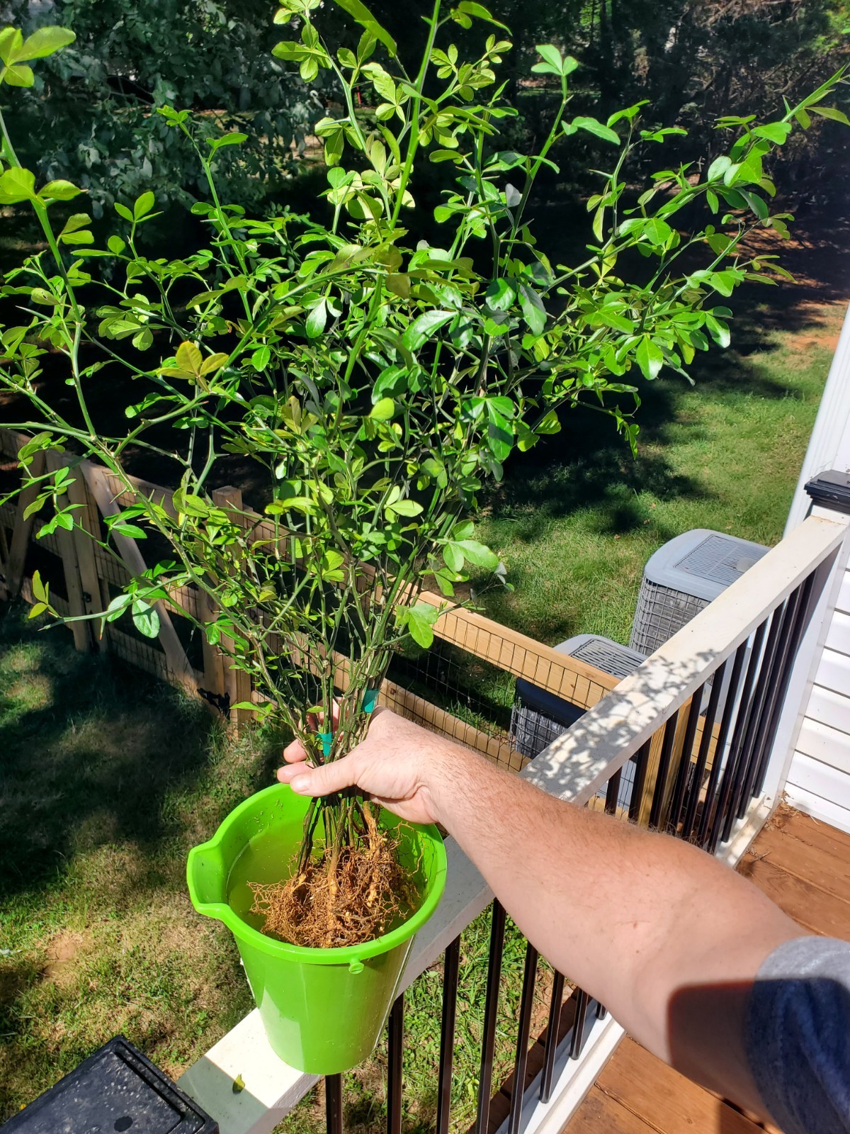 Poncirus Trifoliata Citrus Trifoliate Oranges (2 Ct) YEAR 4 Seedlings 18-24″ 🍊