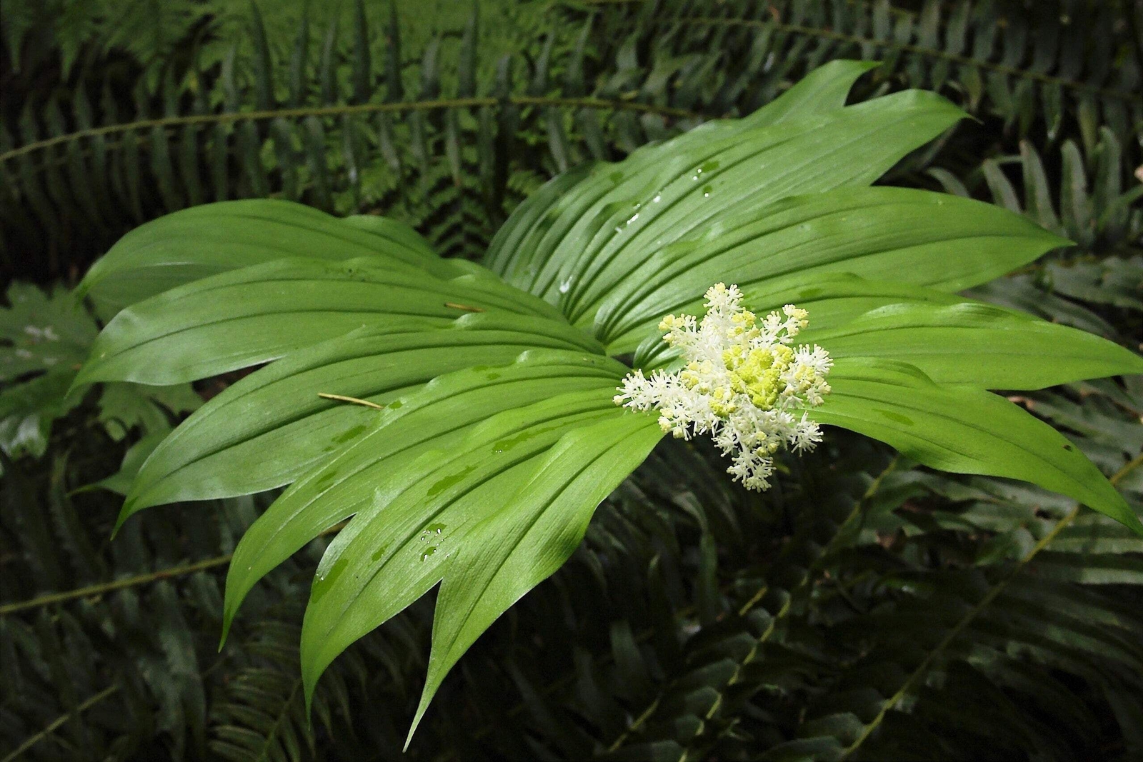 10 SOLOMON’S SPIKE White Western False Seal Maianthemum Racemosum Flower Seeds