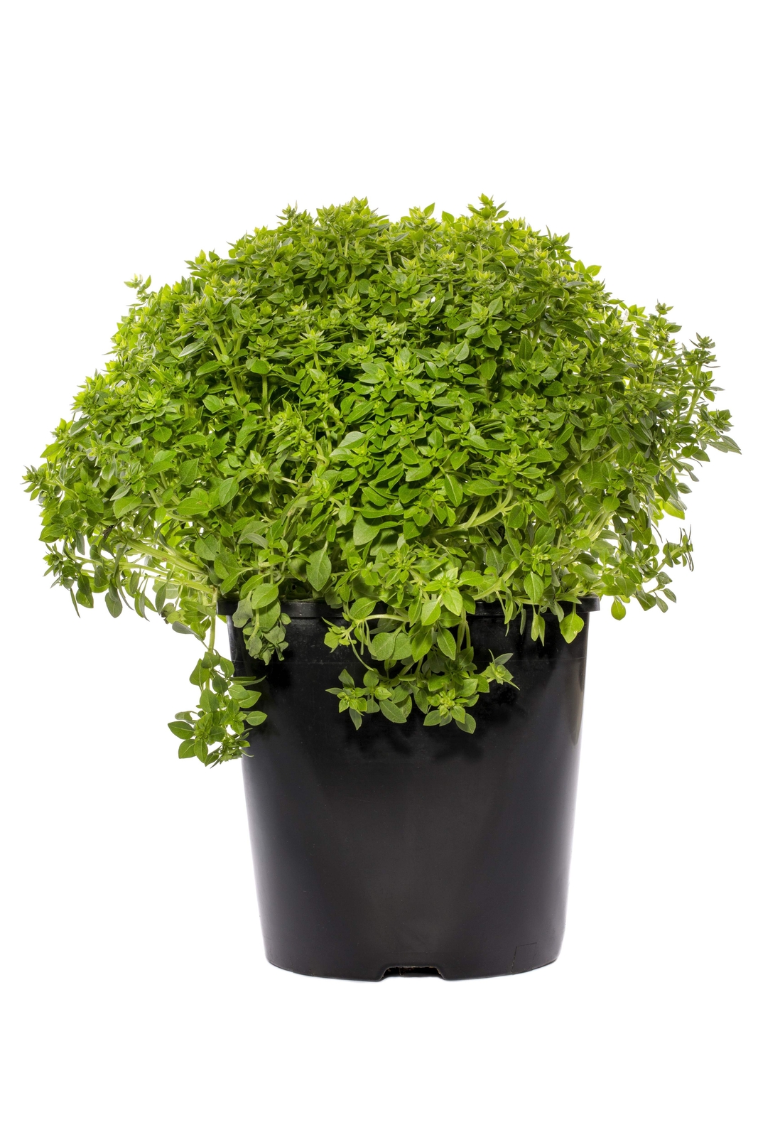 500 DWARF GREEK BASIL Ocimum Basilicum Fragrant Spicy Small Leaf Herb Seeds