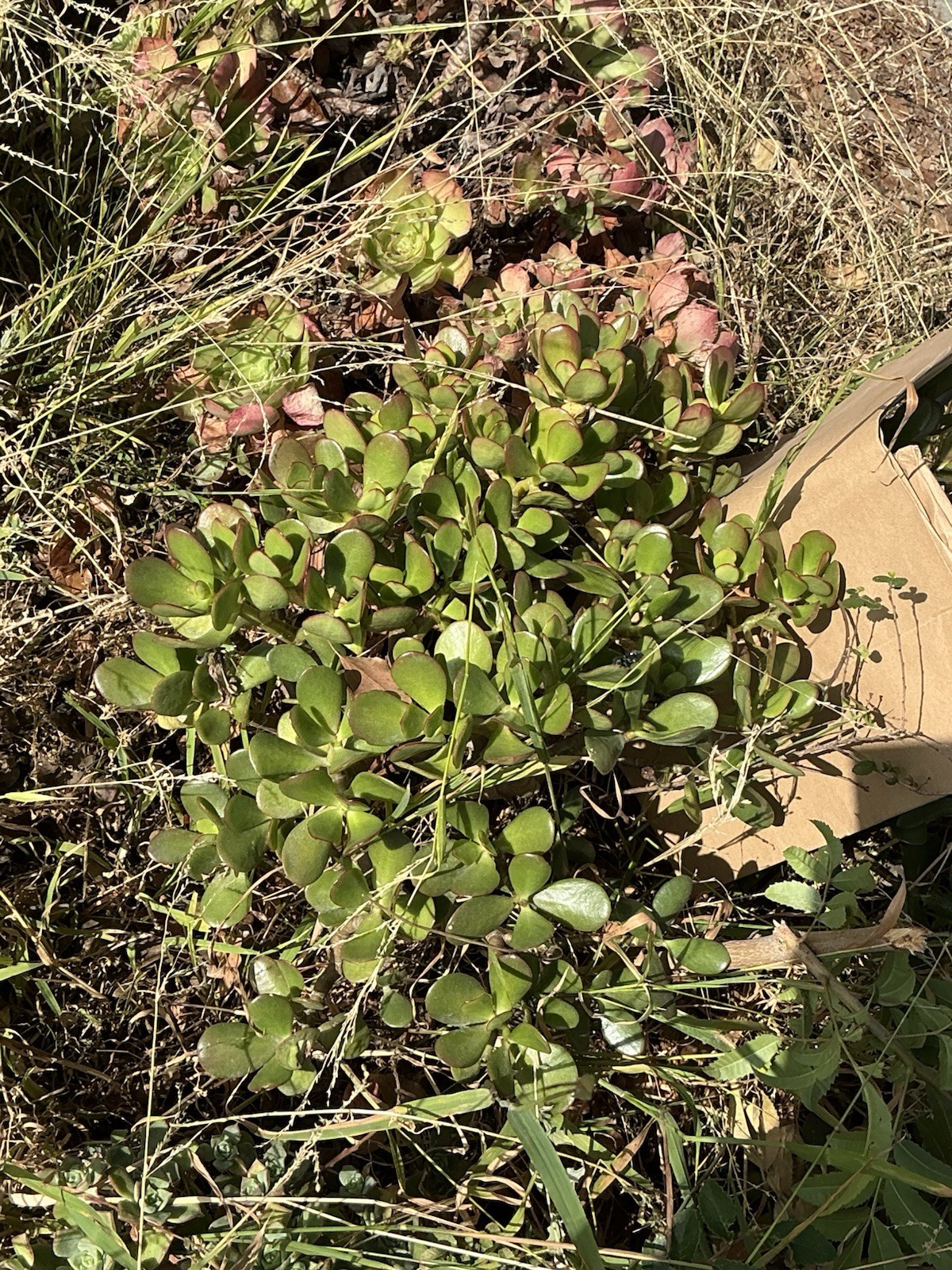 healthy jade plant with roots, Around 18” tall, rooted
