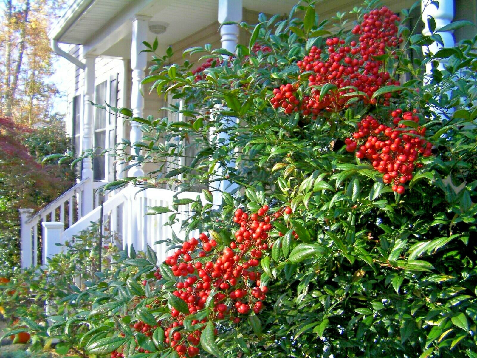 4 seedlings evergreen Nandina Heavenly bamboo hardy ornamental plant bush shrub